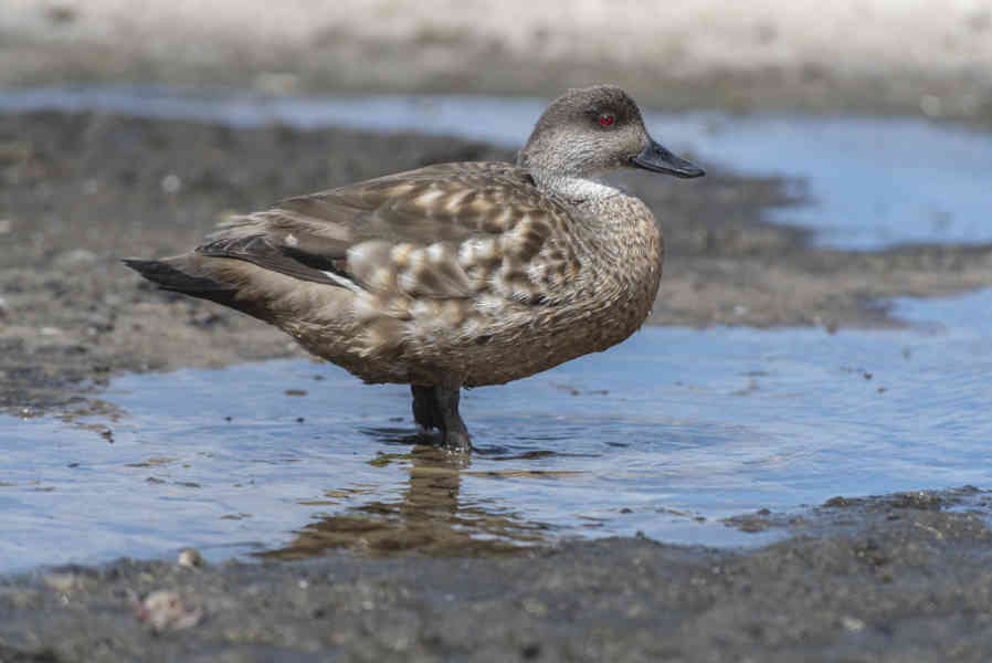 Pato Creston - islas Falkland o Malvinas 01.jpg